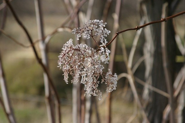 Gratis download Winter Ice Crystals - gratis foto of afbeelding om te bewerken met de GIMP online afbeeldingseditor