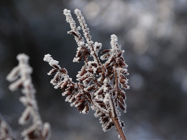 Бесплатно скачайте бесплатный шаблон фотографии Winter Icing Macro для редактирования с помощью онлайн-редактора изображений GIMP