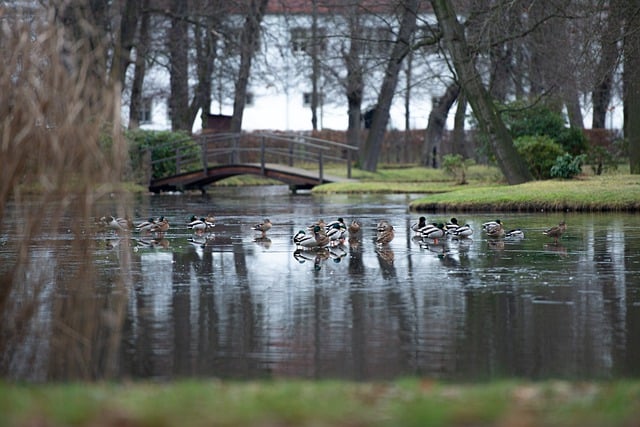 Free download winter lake park ducks snow free picture to be edited with GIMP free online image editor