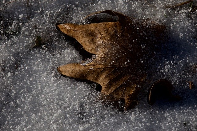 Winter Leaf Leaves 무료 다운로드 - 무료 사진 또는 김프 온라인 이미지 편집기로 편집할 사진