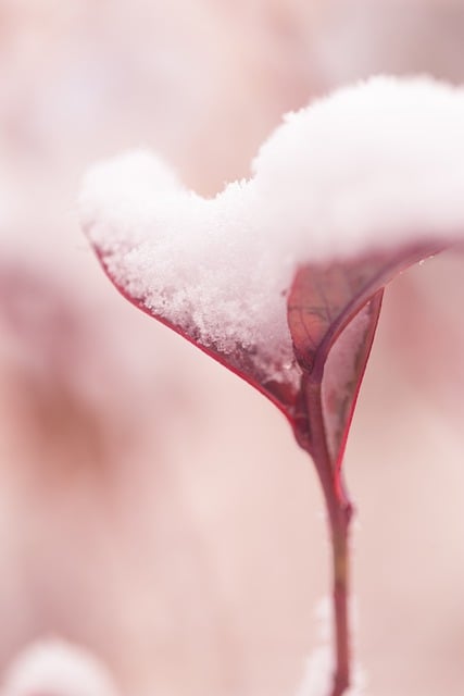 Free download winter leaf snow close up nature free picture to be edited with GIMP free online image editor