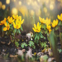 Winterlinge wallpapers  screen for extension Chrome web store in OffiDocs Chromium