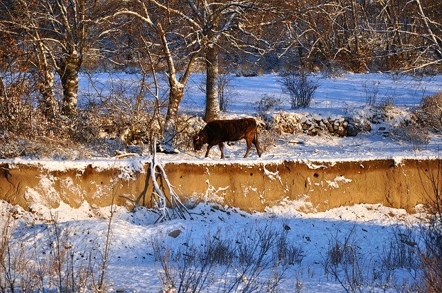 Unduh gratis Winter Loneliness Snow - foto atau gambar gratis untuk diedit dengan editor gambar online GIMP