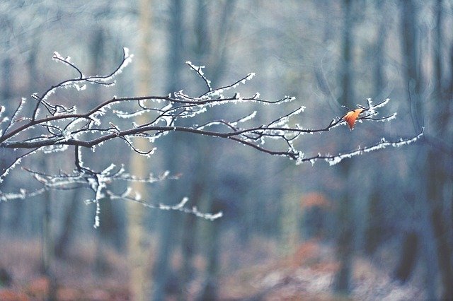 Free download winter m42 branch blade frost free picture to be edited with GIMP free online image editor