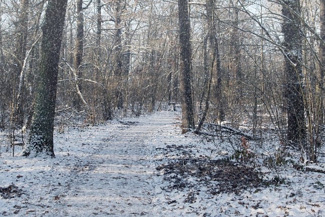 Scarica gratuitamente l'immagine gratuita degli alberi della foresta di neve mattutina invernale da modificare con l'editor di immagini online gratuito GIMP