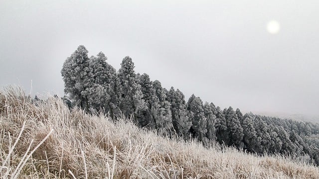 Free download winter mountain trees sun snow free picture to be edited with GIMP free online image editor