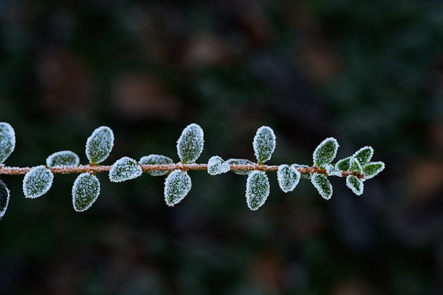 Free download winter nature cold ice cream free picture to be edited with GIMP free online image editor