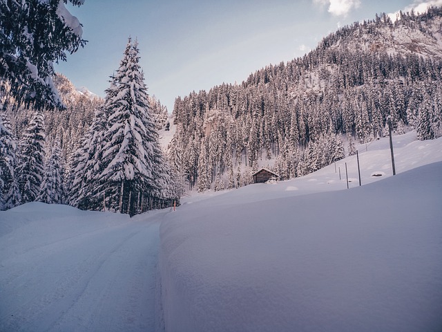 Free download winter nature forest season free picture to be edited with GIMP free online image editor