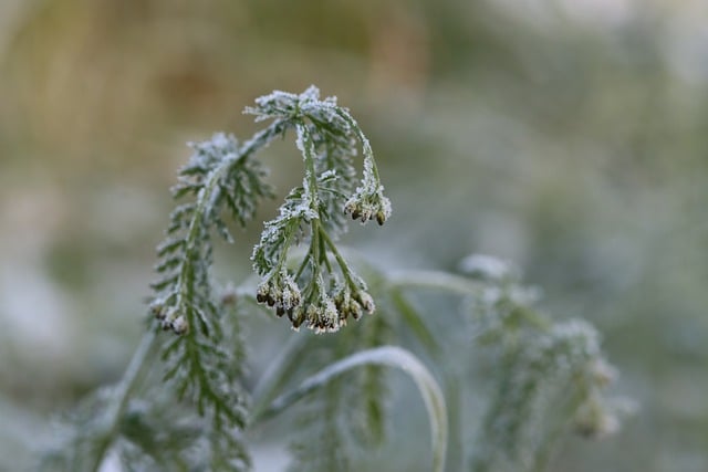 Free download winter nature grasses meadow frost free picture to be edited with GIMP free online image editor