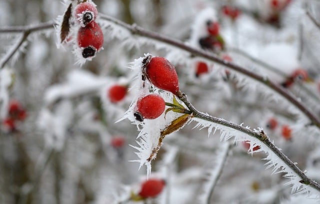Free download winter nature rose hip plant cold free picture to be edited with GIMP free online image editor