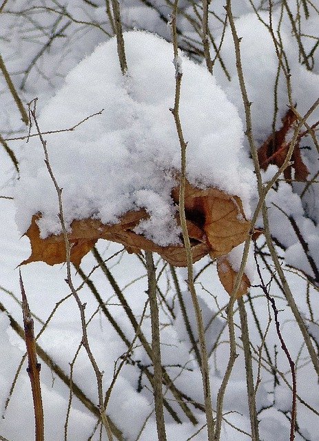Descărcare gratuită Winter Nature Russia - fotografie sau imagini gratuite pentru a fi editate cu editorul de imagini online GIMP