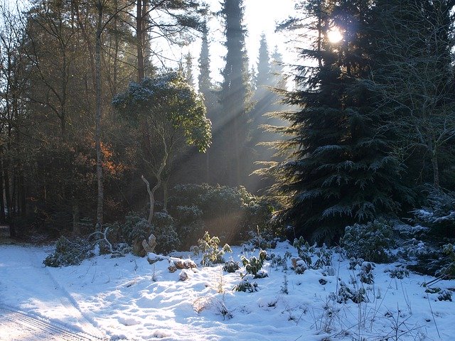 Descărcare gratuită Winter Nature Trees - fotografie sau imagini gratuite pentru a fi editate cu editorul de imagini online GIMP
