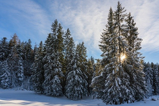 Téléchargement gratuit de l'image gratuite de la saison des arbres de la nature d'hiver à éditer avec l'éditeur d'images en ligne gratuit GIMP