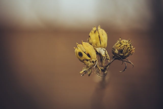 Free download winter nature yellow flowers garden free picture to be edited with GIMP free online image editor