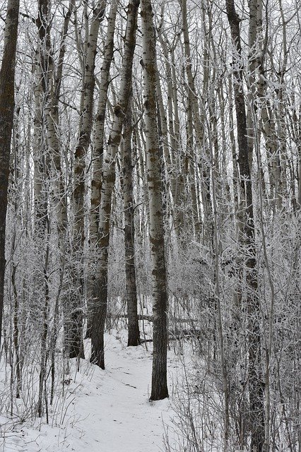 Descărcare gratuită Winter Path Woods - fotografie sau imagini gratuite pentru a fi editate cu editorul de imagini online GIMP