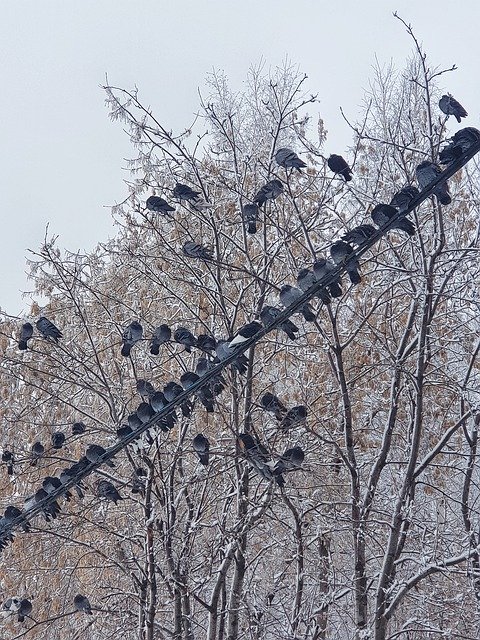 Descărcare gratuită Winter Pigeons Cold - fotografie sau imagini gratuite pentru a fi editate cu editorul de imagini online GIMP