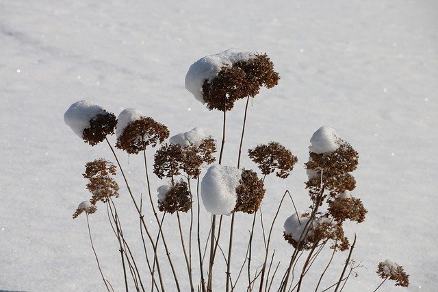 Free download Winter Plant Cold -  free photo or picture to be edited with GIMP online image editor