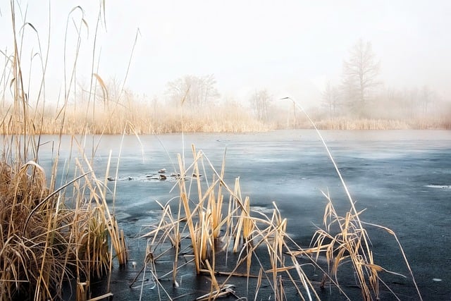 Free download winter pond frozen lake reeds fog free picture to be edited with GIMP free online image editor