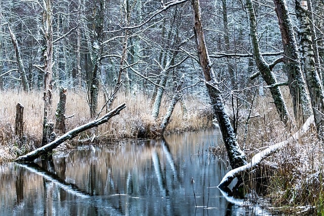 Free download winter river forest snow water free picture to be edited with GIMP free online image editor