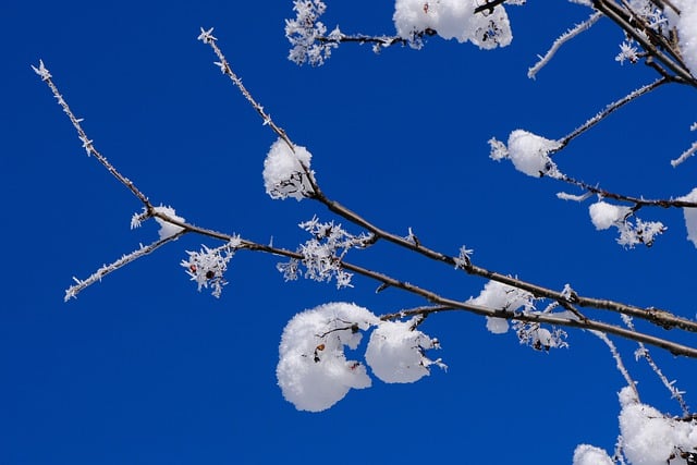 Free picture Winter Snow Branch -  to be edited by GIMP free image editor by OffiDocs