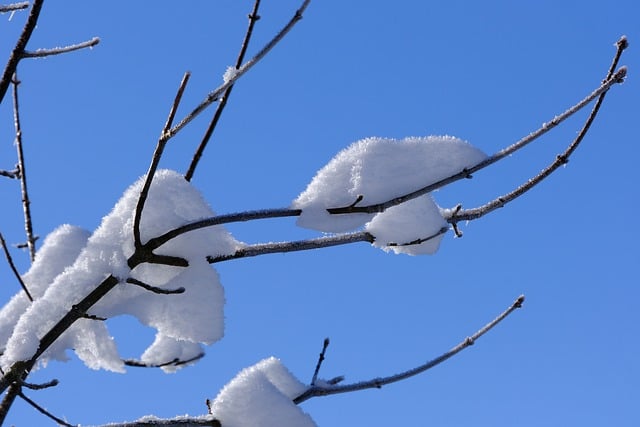 Template Photo Winter Snow Branches -  for OffiDocs