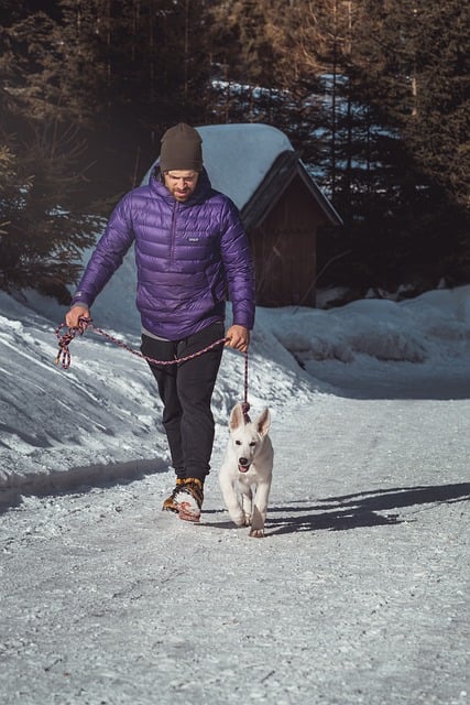 Kostenloser Download Winter Schnee Hund Haustier Liebe glücklich Kostenloses Bild, das mit dem kostenlosen Online-Bildeditor GIMP bearbeitet werden kann