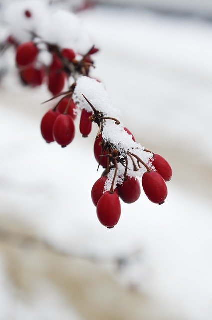 Descărcați gratuit Winter Snow Hibiscus Macro șablon foto gratuit pentru a fi editat cu editorul de imagini online GIMP