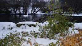 Free download Winter Snow Nature free video to be edited with OpenShot online video editor
