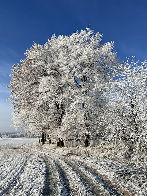 Free download winter snow nature heaven free picture to be edited with GIMP free online image editor