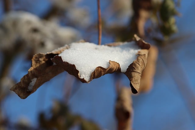 قم بتنزيل صورة مجانية لأوراق شجرة الطبيعة والثلج في فصل الشتاء مجانًا لتحريرها باستخدام محرر الصور المجاني عبر الإنترنت GIMP