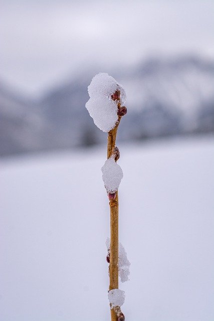 Free download winter snow plant branch stem free picture to be edited with GIMP free online image editor