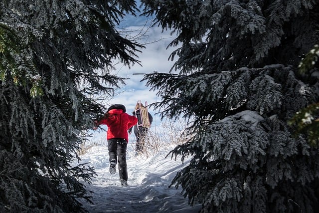Free download winter snow pleasure sleds free picture to be edited with GIMP free online image editor