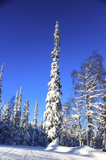 Unduh gratis Winter Snow Tree Blue - foto atau gambar gratis untuk diedit dengan editor gambar online GIMP