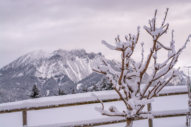 免费下载冬季雪树篱笆霜冰免费图片以使用 GIMP 免费在线图像编辑器进行编辑