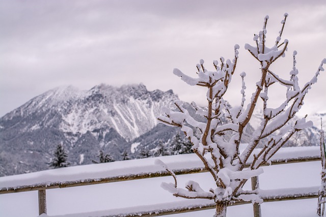 Free download winter snow tree fence frost ice free picture to be edited with GIMP free online image editor