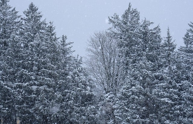 Descărcare gratuită iarnă zăpadă copaci natura pădure poză gratuită pentru a fi editată cu editorul de imagini online gratuit GIMP