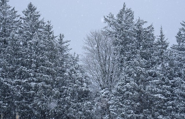 Free download winter snow trees nature forest free picture to be edited with GIMP free online image editor