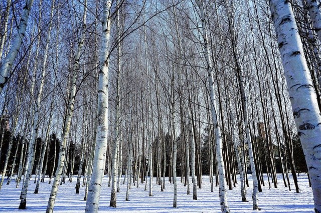 Unduh gratis Winter Snow Woods - foto atau gambar gratis untuk diedit dengan editor gambar online GIMP