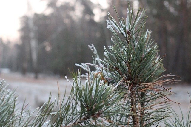Muat turun percuma Winter Spruce Leann - foto atau gambar percuma untuk diedit dengan editor imej dalam talian GIMP