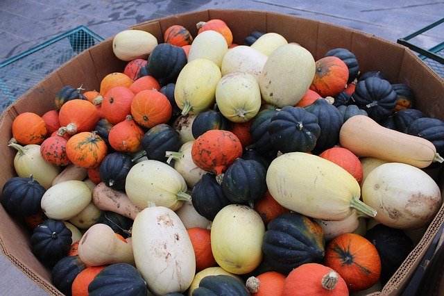 Descărcare gratuită Winter Squash Johnson Farms Plants - fotografie sau imagini gratuite pentru a fi editate cu editorul de imagini online GIMP