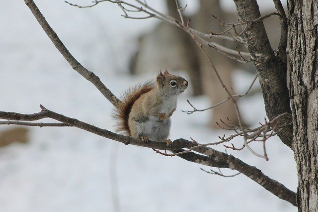 Free download Winter Squirrel Tree -  free photo or picture to be edited with GIMP online image editor