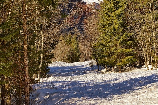 Free download winter trail nature forest trees free picture to be edited with GIMP free online image editor