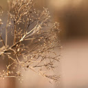 winter tree branches  screen for extension Chrome web store in OffiDocs Chromium