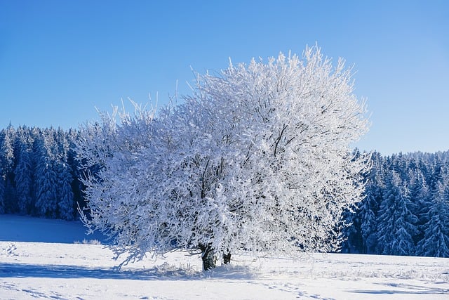 Free download winter tree frost snow cold free picture to be edited with GIMP free online image editor