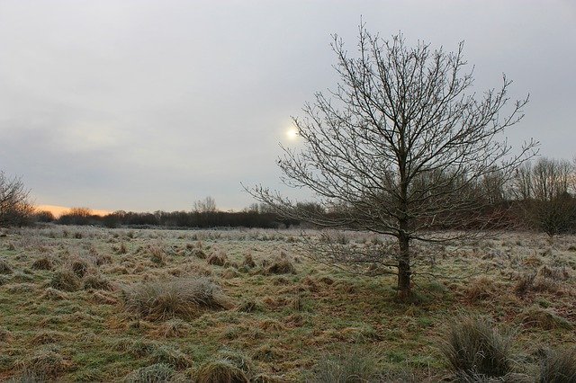 Muat turun Percuma Winter Tree Nature - foto atau gambar percuma untuk diedit dengan editor imej dalam talian GIMP