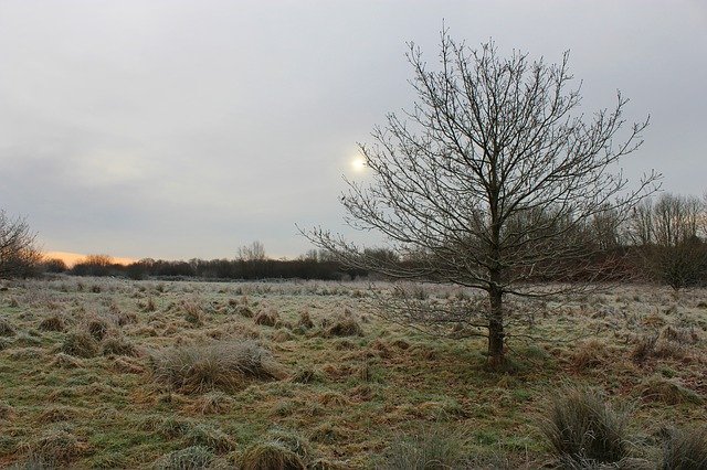 ດາວ​ໂຫຼດ​ຟຣີ Winter Tree Nature - ຮູບ​ພາບ​ຟຣີ​ຫຼື​ຮູບ​ພາບ​ທີ່​ຈະ​ໄດ້​ຮັບ​ການ​ແກ້​ໄຂ​ທີ່​ມີ GIMP ອອນ​ໄລ​ນ​໌​ບັນ​ນາ​ທິ​ການ​ຮູບ​ພາບ​