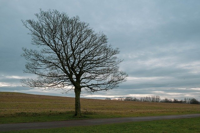 Free download Winter Tree Path -  free photo or picture to be edited with GIMP online image editor