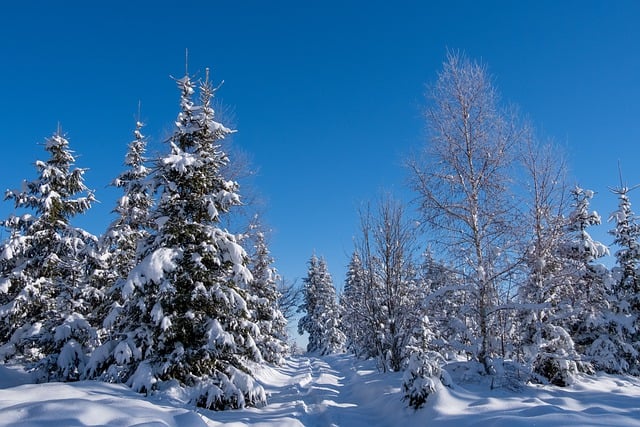 Free graphic winter trees landscape snow to be edited by GIMP free image editor by OffiDocs