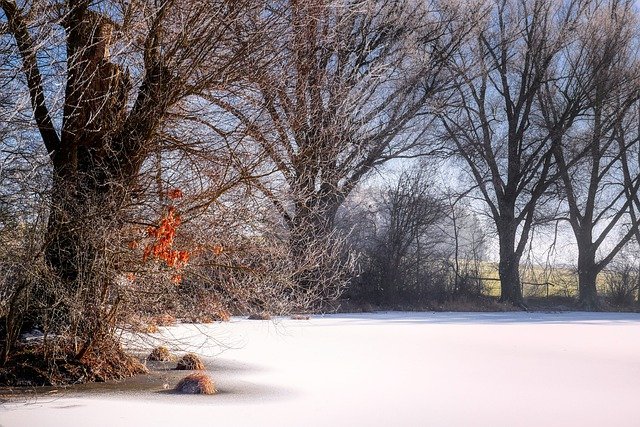 Free download winter trees nature season free picture to be edited with GIMP free online image editor