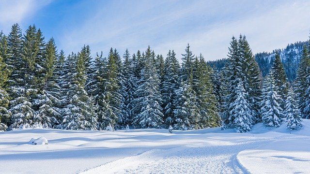 Free download winter trees nature season snow free picture to be edited with GIMP free online image editor